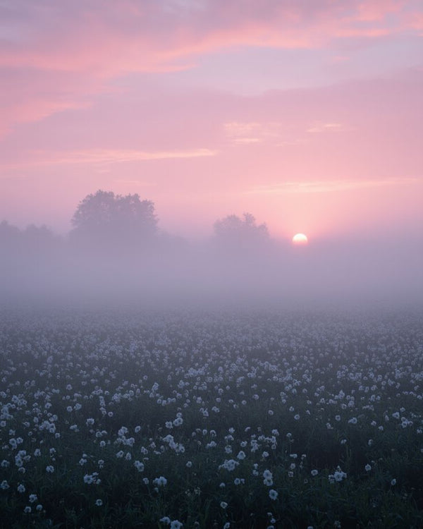Eternal Meadow