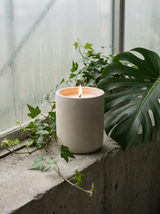 TERRAEUM Glasshouse Archive 01 candle lit on a concrete ledge with ivy and monstera, greenhouse light